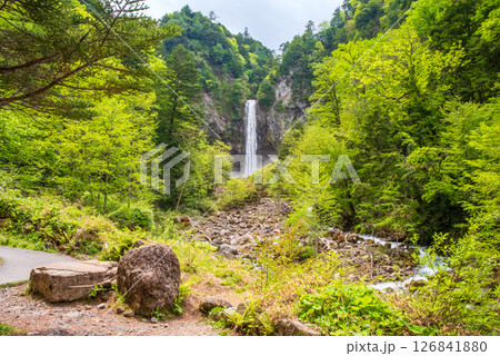 新緑シーズンの平湯大滝【奥飛騨温泉郷・平湯温泉・高山市】 新緑シーズンの平湯大滝【奥飛騨温泉郷・平湯温泉・高山市】 126841880