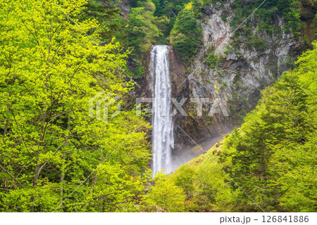 新緑シーズンの平湯大滝【奥飛騨温泉郷・平湯温泉・高山市】 新緑シーズンの平湯大滝【奥飛騨温泉郷・平湯温泉・高山市】 126841886