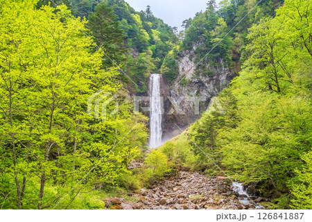 新緑シーズンの平湯大滝【奥飛騨温泉郷・平湯温泉・高山市】 126841887