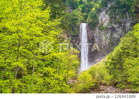新緑シーズンの平湯大滝【奥飛騨温泉郷・平湯温泉・高山市】 新緑シーズンの平湯大滝【奥飛騨温泉郷・平湯温泉・高山市】 126841889
