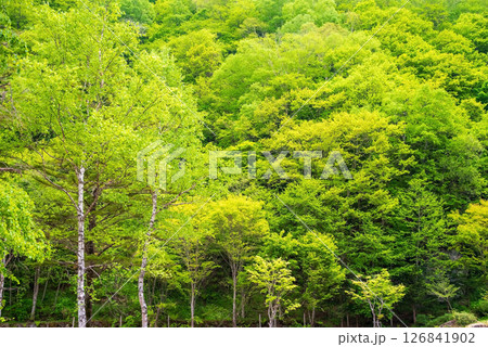 新緑が美しい奥飛騨の風景【奥飛騨温泉郷・平湯・平湯大滝周辺】 126841902