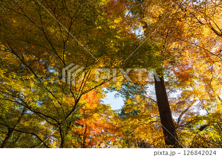 秋の信州 紅葉の長野県軽井沢町 秋の信州 紅葉の長野県軽井沢町 126842024