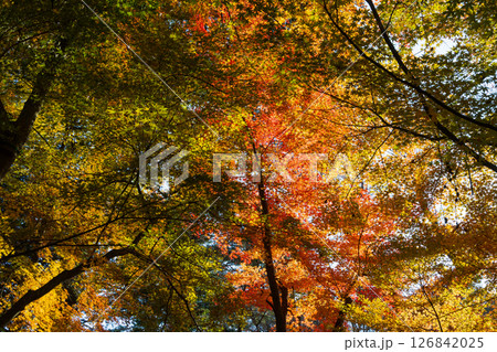 秋の信州 紅葉の長野県軽井沢町 秋の信州 紅葉の長野県軽井沢町 126842025