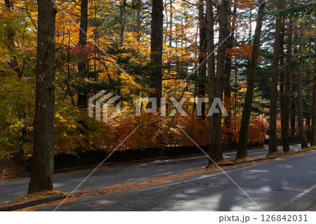 秋の信州 紅葉の長野県軽井沢町 三笠通り 秋の信州 紅葉の長野県軽井沢町 三笠通り 126842031