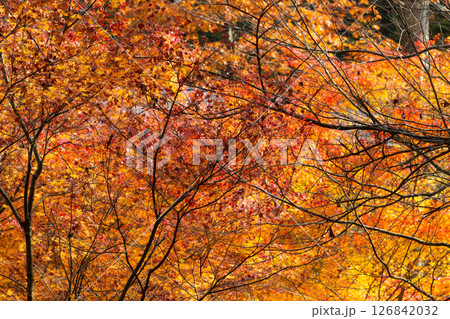 秋の信州　紅葉の長野県軽井沢町 126842032