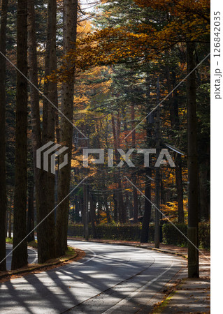 秋の信州 紅葉の長野県軽井沢町 三笠通り 秋の信州 紅葉の長野県軽井沢町 三笠通り 126842035