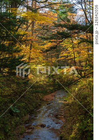 秋の信州 紅葉の長野県軽井沢町 秋の信州 紅葉の長野県軽井沢町 126842036
