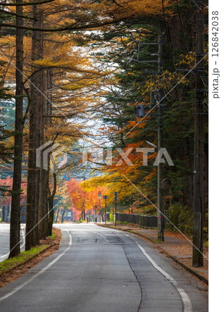 秋の信州 紅葉の長野県軽井沢町 三笠通り 秋の信州 紅葉の長野県軽井沢町 三笠通り 126842038