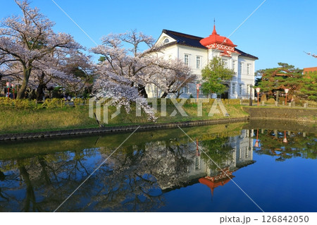 鶴岡公園　満開の桜 126842050