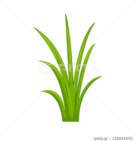 Grass Illustration  126842054