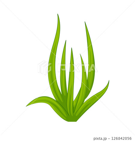 Grass Illustration  126842056