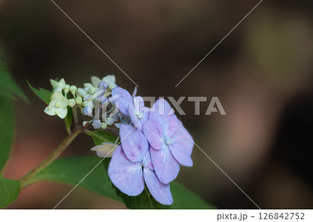 梅雨空に色彩鮮やかに咲き誇るアジサイの花 梅雨空に色彩鮮やかに咲き誇るアジサイの花 126842752