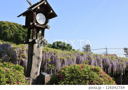 埼玉県久喜市玉敷公園の満開の大藤の風景 126842784
