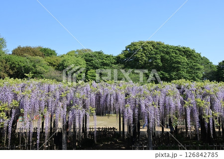 埼玉県久喜市玉敷公園の満開の大藤の風景 126842785