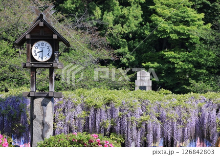 埼玉県久喜市玉敷公園の満開の大藤の風景 埼玉県久喜市玉敷公園の満開の大藤の風景 126842803