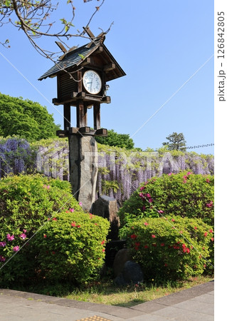 埼玉県久喜市玉敷公園の満開の大藤の風景 126842805