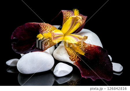 Striking Yellow and Purple Bearded Iris with White Stones on Black 126842816