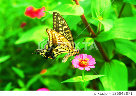 ヒャクニチソウの花にとまるアゲハチョウの風景 ヒャクニチソウの花にとまるアゲハチョウの風景 126842871