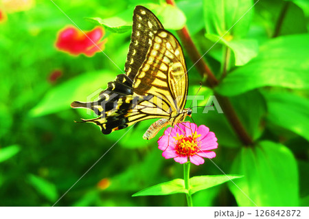 ヒャクニチソウの花にとまるアゲハチョウの風景 126842872