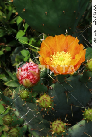 ウチワサボテンの花 ウチワサボテンの花 126842910