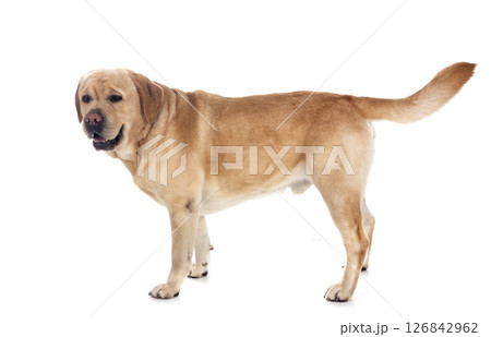 adult labrador retriever 126842962