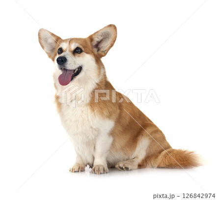 Pembroke Welsh Corgi Pembroke Welsh Corgi 126842974