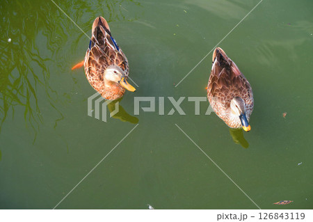 カルガモが泳ぐ池の風景(東京都足立区の舎人公園にて) カルガモが泳ぐ池の風景(東京都足立区の舎人公園にて) 126843119