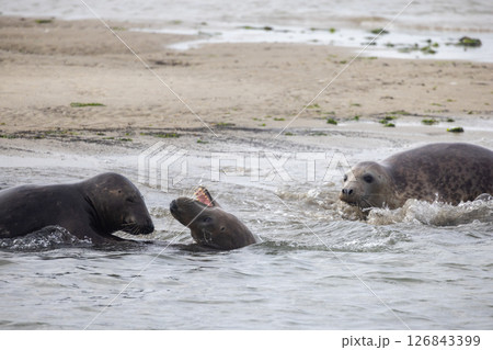 Playful and social seals interacting joyfully in the shallow waters along the coastline 126843399