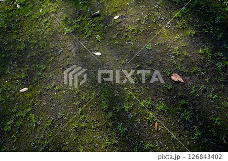 土から雑草が生える 126843402