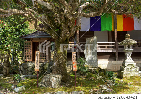 如意輪寺 後醍醐天皇腰掛け石と木斛の古木 奈良県吉野 如意輪寺 後醍醐天皇腰掛け石と木斛の古木 奈良県吉野 126843421