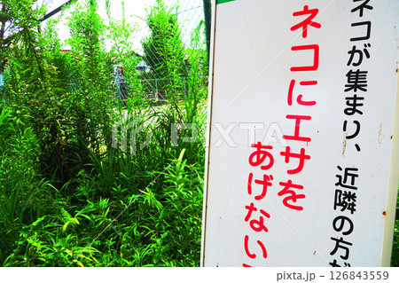 「ネコにエサをあげない」の看板がある公園の風景 「ネコにエサをあげない」の看板がある公園の風景 126843559