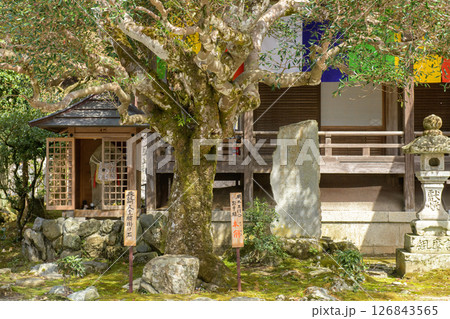 如意輪寺 楠木正行お手植の木斛と後醍醐天皇腰掛け石 奈良県吉野  如意輪寺 楠木正行お手植の木斛と後醍醐天皇腰掛け石 奈良県吉野  126843565