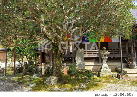 如意輪寺 楠木正行お手植の木斛と後醍醐天皇腰掛け石 奈良県吉野 如意輪寺 楠木正行お手植の木斛と後醍醐天皇腰掛け石 奈良県吉野 126843608