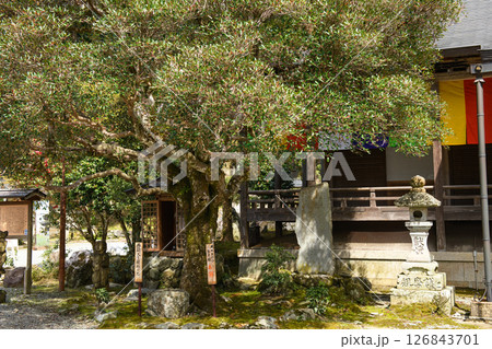 如意輪寺 後醍醐天皇腰掛け石と木斛の古木 奈良県吉野 如意輪寺 後醍醐天皇腰掛け石と木斛の古木 奈良県吉野 126843701