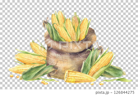 Sack of corncobs. Canvas bag with harvested maize cobs with green husks, kernels. Watercolor agricultural painted illustration for farm food harvest label template, corn oil. Isolated from background 126844275