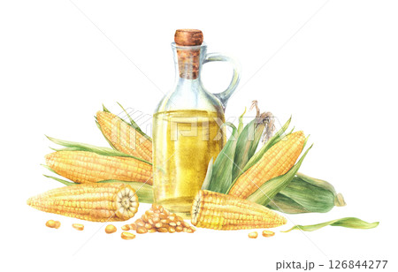 Corn oil glass bottle with fresh sweetcorn, maize cob with husk, whole, cut cobs and kernels. Food, cooking oil label template, farm eco product, menu design. Watercolor painted isolated illustration. 126844277