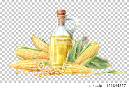 Corn oil glass bottle with fresh sweetcorn, maize cob with husk, whole, cut cobs and kernels. Food, cooking oil label template, farm eco product, menu design. Watercolor painted isolated illustration. 126844277