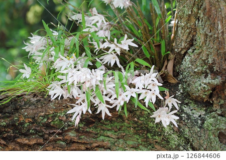 セッコク 126844606