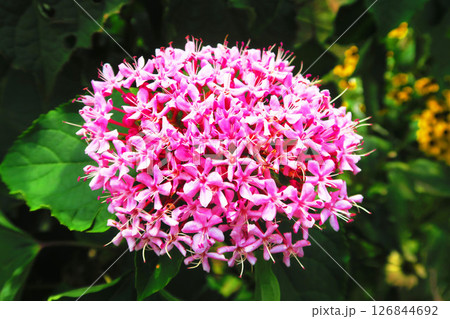 ボタンクサギの花のある風景 126844692