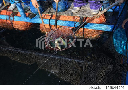 モジャコ匹数数え 126844901