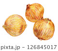 色鉛筆で描かれた玉ねぎ 126845017