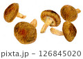 色鉛筆で描かれた椎茸 126845020