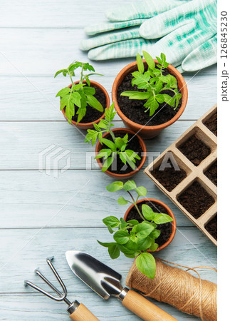 Gardening tools and seedlings on rustic wooden table promoting sustainable living Gardening tools and seedlings on rustic wooden table promoting sustainable living 126845230