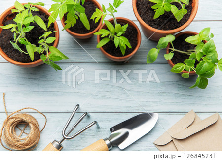 Gardener preparing seedlings and seed bags for urban gardening on wooden table Gardener preparing seedlings and seed bags for urban gardening on wooden table 126845231