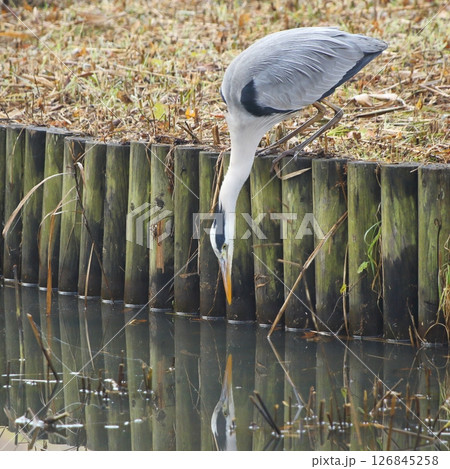 池のほとりで餌を探すアオサギ 126845258