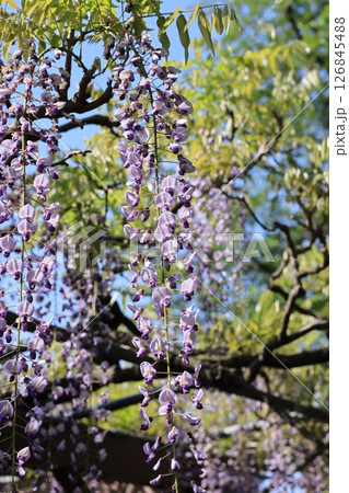クローズアップ撮影した玉敷公園のフジの花 クローズアップ撮影した玉敷公園のフジの花 126845488
