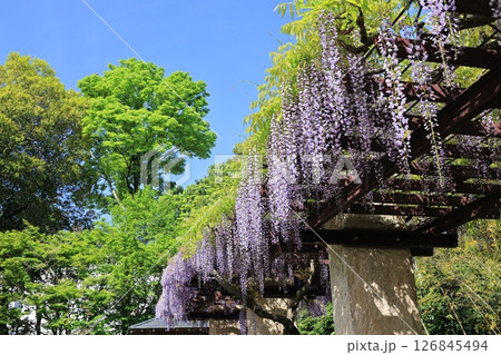 埼玉県加須市騎西町の旧河野邸跡の庭園風景 126845494