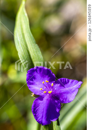 Blue and purple summer garden plants and flowers Belarus. Blue and purple summer garden plants and flowers Belarus. 126845859