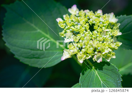 紫陽花　アジサイ　あじさい　ガクアジサイ 126845874