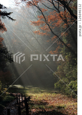 冬の朝、霧に差し込む光芒 冬の朝、霧に差し込む光芒 126846112
